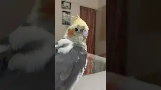 #krk #nature #cocktail #cute #bird #max