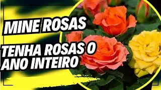 SUAS MINE ROSAS SEMPRE VAI FLORIR COM ESSES CUIDADOS