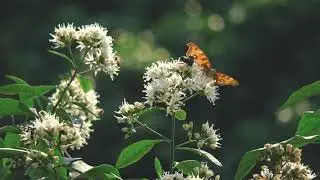 Bees, Butterflies, and Flowers