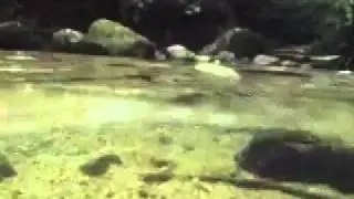 Жерлянка дальневосточная.mp4