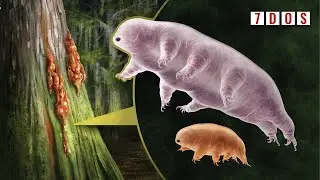 Prehistoric Water Bears Found Trapped in Amber | 7 Days of Science