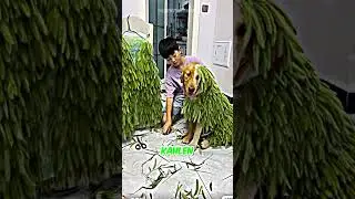 Er Schmückt Seinen HUND Mit BLÄTTERN! 😅🐕
