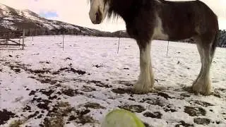 Feeding Horses w/ GoPro!