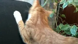 Кот чешет когти!!!