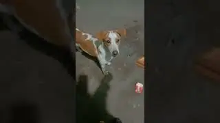 #feedstreetdog #mylucy #youtubeshorts
