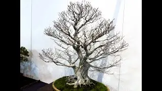 98th ed. KOKUFU BONSAI EXHIBITION 2024  PART 2 (Feb.14th~17th )・第98回国風盆栽展（後期)