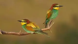 Как поет золотистая щурка European bee eater