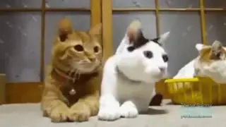 Коты веселятся  Смешные кошки