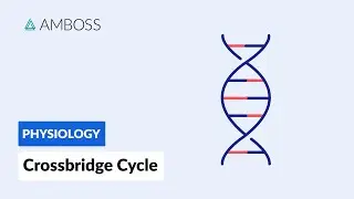 Crossbridge Cycle: Muscle Contraction