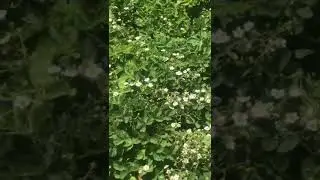 Результат подкормки клубники, виктории