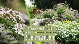 Steingarten mit tollen Blumen für Frühling und Sommer gestalten | MDR Garten