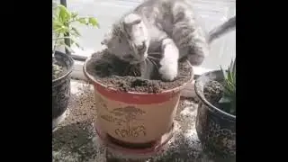 РЕШИЛ ПОМОЧЬ ПОСАДИТЬ ЦВЕТОК!!! СМЕШНОЕ ВИДЕО! #смешные коты,#приколы