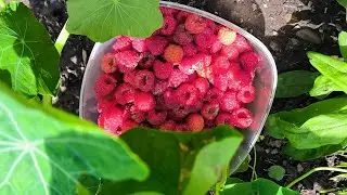 О пользе листьев и ягод малины