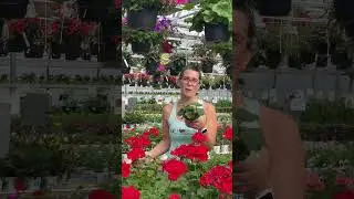 You can’t go wrong with geraniums.  Sun loving,  bold colours and low maintenance!  #gardening