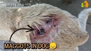 Amazing recovery of Street dog |Stray Animals Buddy 😜