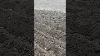 Борозды для посадки картофеля