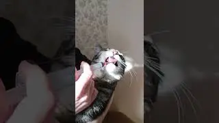 Как мы пьем лекарства. Сема и Сима.