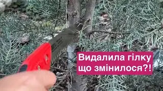 Видалила гілку без жалю. Який став кипарис