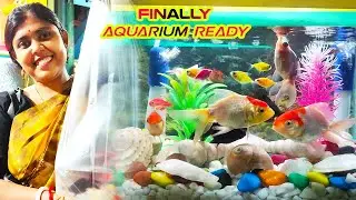 আমাদের পরিবারের কিছু ছোট্ট সদস্যদের🐠🐟🐡আজ সবাই WELCOME জানাও🙏🙏