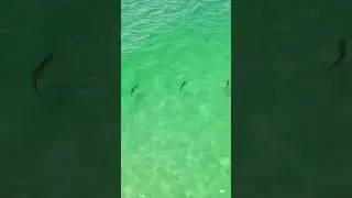 Shallow water tarpon