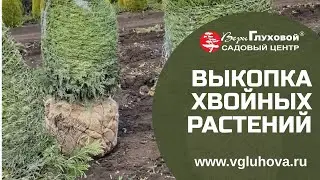Выкопка хвойных растений