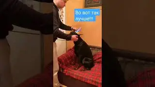 Doberman 