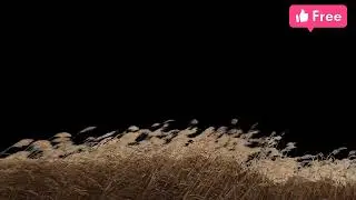 4k Green grass screen.