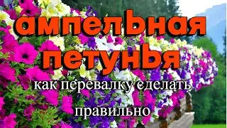 Как правильно переварить петунью ампельную.