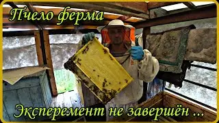 Результат эксперемента с рамками на пчело ферме. #пчеловодство