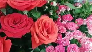 Хочи мирзо хатмат куш кунед хохарону модарони азиз хело кисаи чолиб 2019