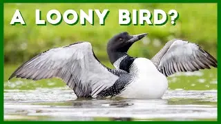 All about Loons