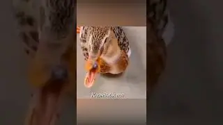 Лошадь бьёт собак и гусей 