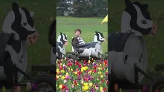 Wooden Shoe Tulip Festival 2024