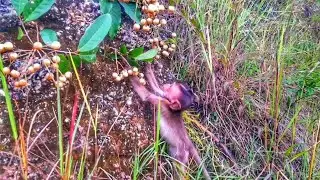 BABY MONKEY STUCK IN THE GRASS.WILD FOOD