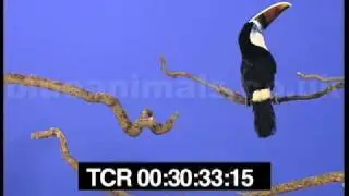 Thomas the toucan talking on his branch