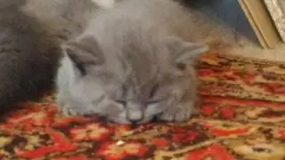 Ксюша с котятами умняша спит кошка кошка и котята