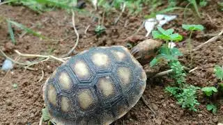 Jabuti na Natureza