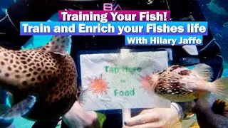 Training your fish!  Train and enriching your fishies life with Hilary Jaffe