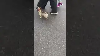 ЛЕЯ))))