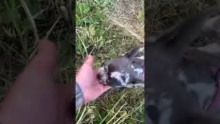 Громкая но безопасная 😅😅 