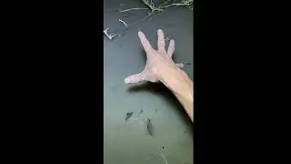 第4天捉膳鱼