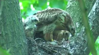 Mäusebussard