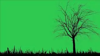 Tree 🌲 green screen video, Tree green screen effect, tree 🎄 green screen background 4k- 🆓download