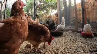 Backyard Chickens Relaxing Chickens In The Morning Sounds Noises Hens Clucking Roosters Crowing!