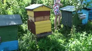 20110709143406 Коллекция ульев