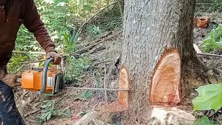 cutting down mahogany trees