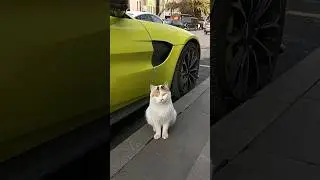 The cat also liked it! #Cars #Cats