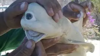 60 Most Shocking Animal Mutations