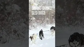Second Chance Sled Dogs