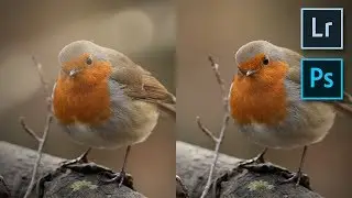 Fix Blurred Twigs in Front of your Subjects | Photoshop Tutorial Lightroom | Wildlife Photography